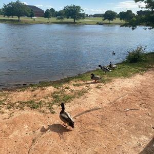 Meet your Posher, Alexa